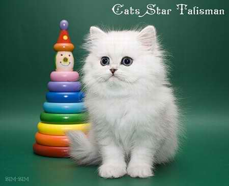   Cats Star Talisman